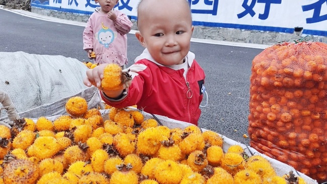 Vjelja e fiqve të detit në Chaxiang