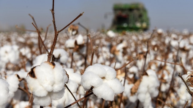 Pambuku korret me makina, Xinjiang(Foto nga Xinhua)