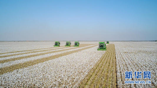 Pambuku korret me makina, Xinjiang(Foto nga Xinhua)