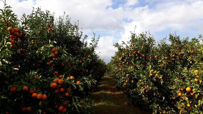 Mandarinat e Konispolit