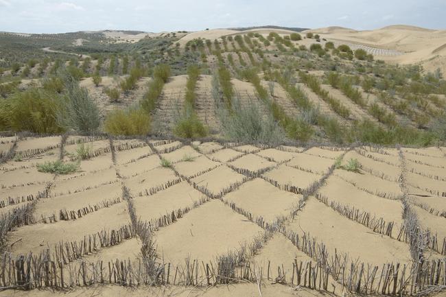 Shkretëtira të pyllëzuara në Kinë