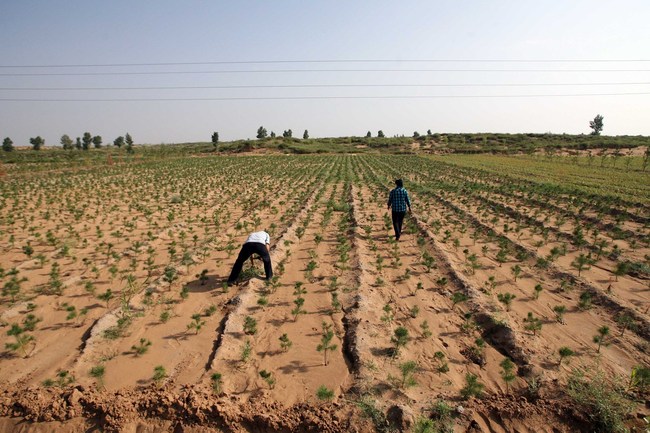 Shkretëtira të pyllëzuara në Kinë