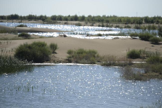 Shkretëtira të pyllëzuara në Kinë