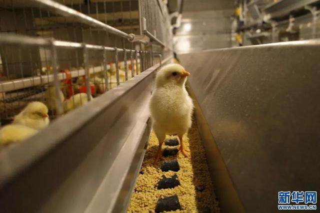 Ferma moderne e rritjes së pulave(Xinhua)