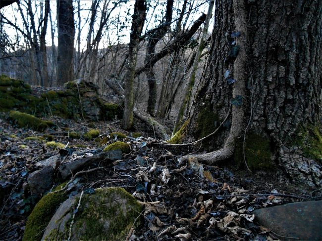 Trungje të vjetër në pyll (Foto, Camminareinnatura)