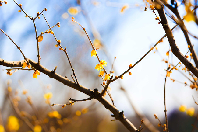 Fazat stinore të pranverës