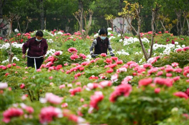 Foto: Bujqit kontrollojnë rritjen e luleve të bozhures në pyje, fshati Huangtun, Heze, Provinca Shandong, Kinë, 15 prill(Foto:Xinhua) 2022