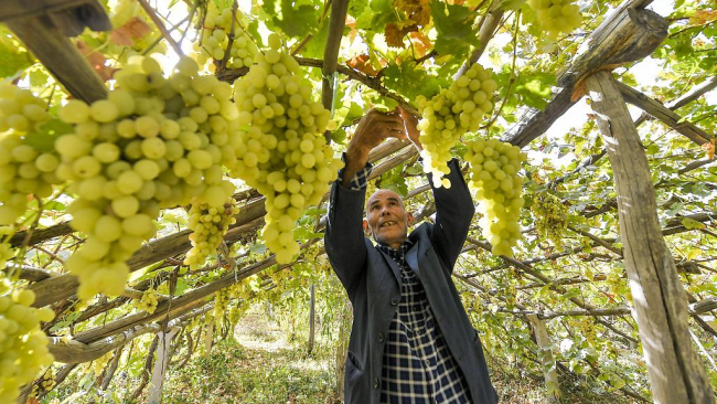 Foto: Një fermer mbledh rrush në një vresht në prefekturën autonome të kombësise kirgize Kizilsu të Rajonit Autonom të Xinjiang-Ujgurit në Kinën Veriperëndimore, 13 tetor 2019. /CFP