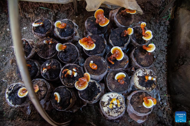 Fotografia e bërë më 31 maj 2022 tregon kërpudha të kultivuara nga një Organizatë Joqeveritare e quajtur "OJQ Ndërkombëtare Centrolive" në Bangui, Republika Qendrore e Afrikës./Xinhua