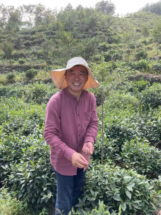 Foto 11: Hu Jiuhong, majitel vily “Yi Pin Feng”, sbírá čajové listy ve své čajové zahradě
