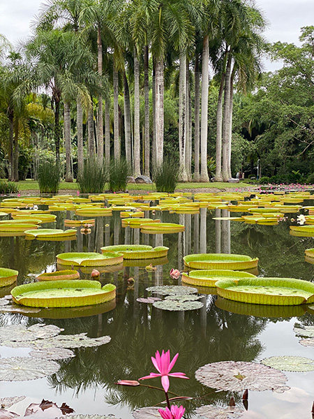 Na snímku je tropická botanická zahrada v autonomní prefektuře Xishuangbanna. [Fotografie: Hu Zhe (Chu Če) / chinadaily.com.cn]