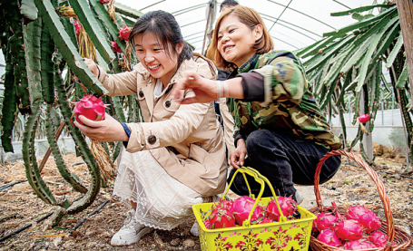 Turisté se baví sběrem dračího ovoce ve vesnici Sanbushi (San-pu-š´) ve městě Jinhua (Ťin-chua) v provincii Zhejiang (Če-ťiang). Fotografie: Hu Xiaofei (Chu Siao-fej) / Deník China Daily