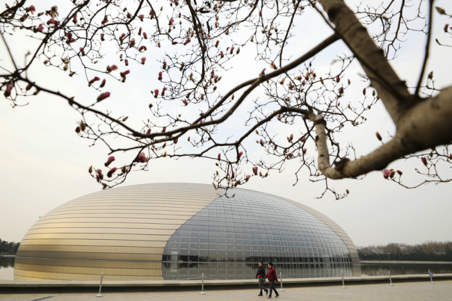 Fialové magnolie před Národním centrem múzických umění v Pekingu vstupují do období plného květu. [Fotografie: Niu Yungang (Niou Jün-kang) / deník China Daily]