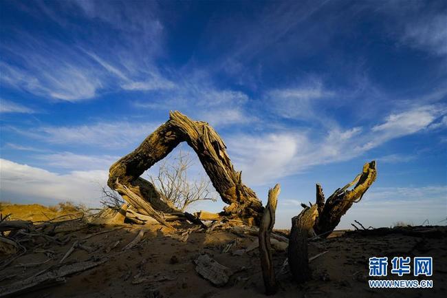 Euphrat-Pappeln entlang des Fluss