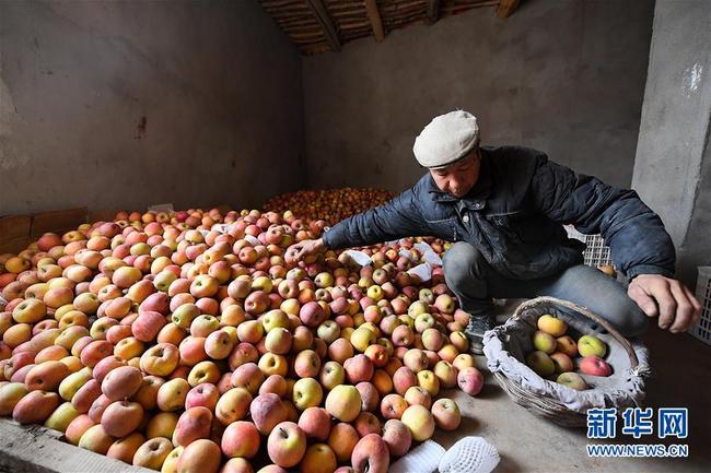 Ein Bauer wählt Äpfel auf einer Farm in Aksu aus.