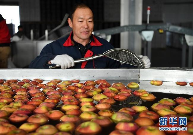 Ein Mitarbeiter wäscht Äpfel in einer automatischen Anlage in einem landwirtschaftlichen Wissenschafts- und Technologiepark in Aksu.