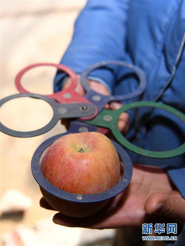 Ein Mitarbeiter misst den Durchmesser eines Apfels auf einer Farm in Aksu.