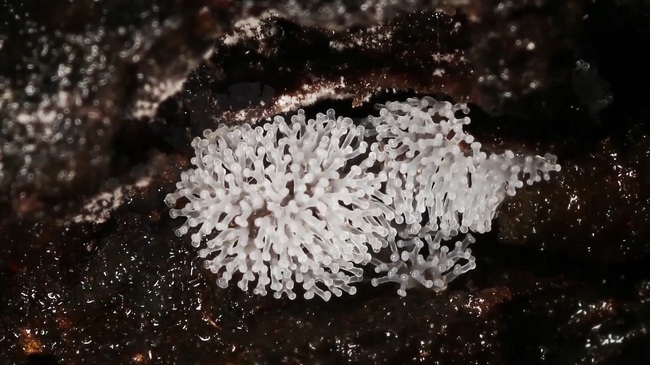 Schleimpilze unter dem Mikroskrop<br>Foto von CGTN