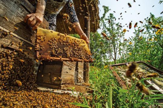 Sun Xiaodongs Bild "When the Hive is Filled" (Wenn der Bienenstock gefüllt ist) gewann den ersten Preis in der Kategorie "Food for the Field" (Essen für das Feld) bei der Preisverleihung "Pink Lady Food Photographer of the Year 2020". (Foto/CHINA DAILY)