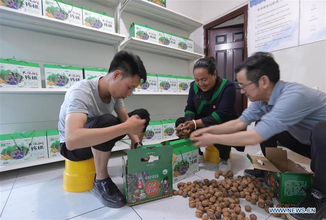 Jike Shiwu (m.)und ihre Kollagen packen die Walnüsse nach der Ernte ein<br>Foto von Xinhua