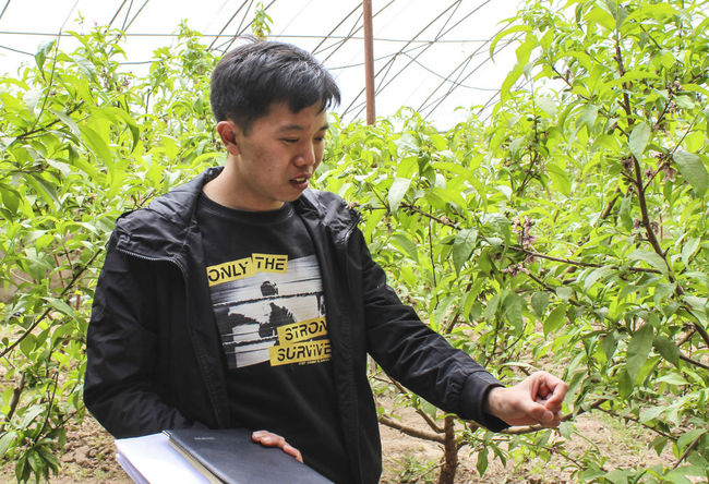 Zhou Long in einem örtlichem Gewächshaus<br>Foto von Xinhua