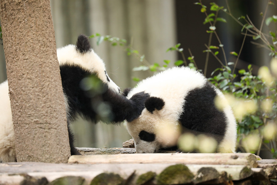 Chengdu Das fröhliche Leben der Pandabären