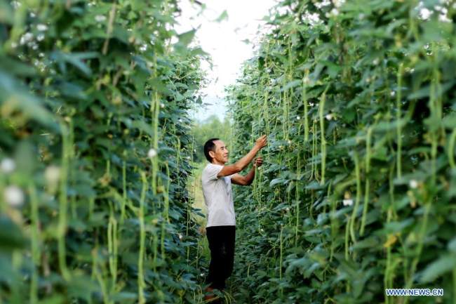 Ένας αγρότης μαζεύει φασόλια στο χωριό Χουσένγκ στην πόλη Λιανγιουάν, στην επαρχία Χουνάν της κεντρικής Κίνας, 23 Αυγούστου 2021.