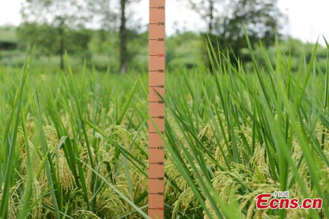 Γιγαντιαία φυτά ρυζιού ύψους δύο μέτρων αναπτύσσονται στο χωριό Τσανγκχόνγκ έξω από το Τσονγκτσίνγκ, στις 31 Αυγούστου 2021. (Φωτογραφία/He Penglei)