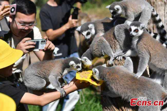Οι Λεμούριοι μοιράζονται ειδικά φεγγαροπιτάκια φτιαγμένα από παιδιά στο Πάρκο Yunnan Safari στο Κουνμίνγκ, πρωτεύουσα της επαρχίας Γιουνάν της νοτιοδυτικής Κίνας, στις 12 Σεπτεμβρίου 2021. (Φωτογραφία: China News Service)