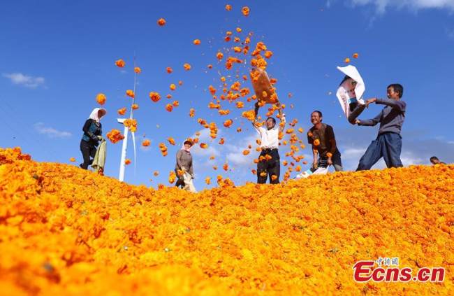 Η φωτογραφία δείχνει αγρότες να ασχολούνται με τη συγκομιδή των λουλουδιών κατιφέ στο Σονγκσού της κομητείας Τσινγκσούι, στην επαρχία Γκανσού της βορειοδυτικής Κίνας. (Φωτογραφία: China News Service)