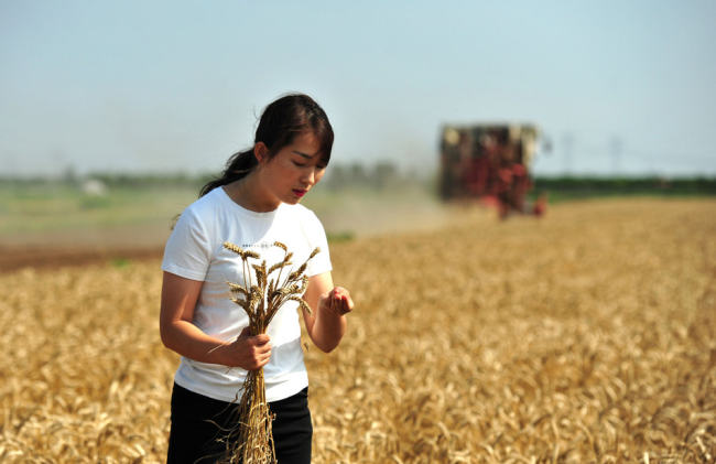 Η Τζανγκ ελέγχει το σιτάρι στο οικογενειακό αγρόκτημα στις 22 Ιουνίου 2021. [Xinhua]