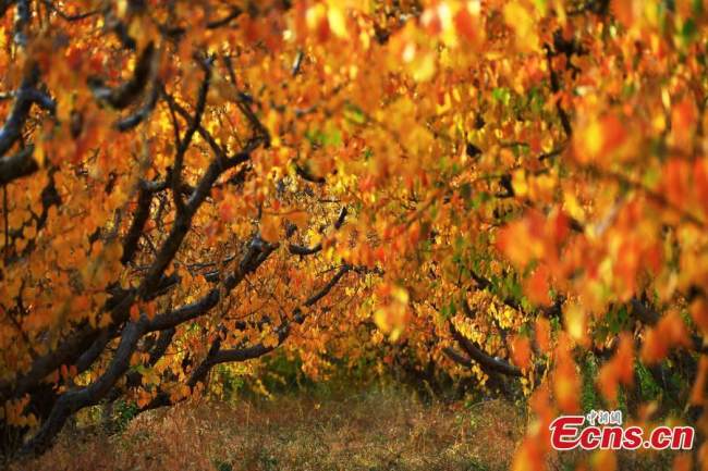 Τα φύλλα βερικοκιάς αλλάζουν χρώμα στα τέλη του φθινοπώρου στο χωριό Νανχού, στην πόλη Σιατζέν, στην κομητεία Τοκσούν, στην αυτόνομη περιοχή Σιντζιάνγκ Ουιγκούρ της βορειοδυτικής Κίνας. (Φωτογραφία: China News Service)