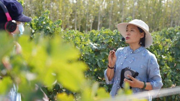 Η Τσεν Λιτζόνγκ παρουσιάζει διάφορες πληροφορίες σχετικά με τη φύτευση αμπελιών για οινοπαραγωγή στους πελάτες της στην αυτόνομη κομητεία Γιαντσί Χούι της αυτόνομης περιοχής Σιντζιάνγκ Ουιγκούρ της βορειοδυτικής Κίνας, στις 24 Σεπτεμβρίου 2021. [φωτογραφία/Xinhua]