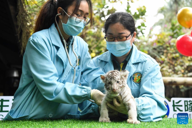 Φροντιστές εξετάζουν ένα λευκό τιγράκι στο πάρκο Chimelong Safari στο Γκουανγκτζόου, στην επαρχία Γκουανγκντόνγκ της νότιας Κίνας, στις 25 Ιανουαρίου 2022.