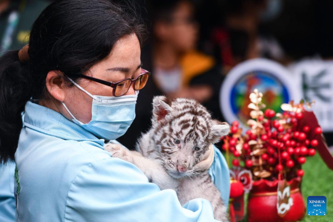Κρατώντας ένα λευκό τιγράκι στο πάρκο Chimelong Safari στο Γκουανγκτζόου, στην επαρχία Γκουανγκντόνγκ της νότιας Κίνας, στις 25 Ιανουαρίου 2022.