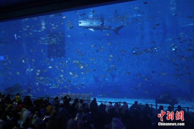 Ο πρώτος βιονικός φαλαινοκαρχαρίας στον κόσμο αποκαλύφθηκε στο Ωκεάνιο Πάρκο Χαϊτσάνγκ στη Σαγκάη, στην ανατολική Κίνα. (Φωτογραφία/VCG)