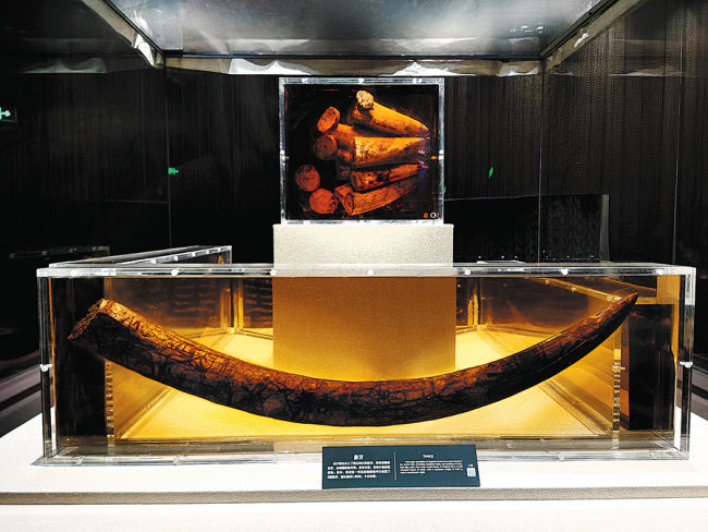 Χαυλιόδοντες ελεφάντων που ανακαλύφθηκαν στην Τζινσά παρουσιάζονται στο Μουσείο Αρχαιολογικού Τόπου Τζινσά. [Η φωτογραφία παρέχεται στην China Daily]