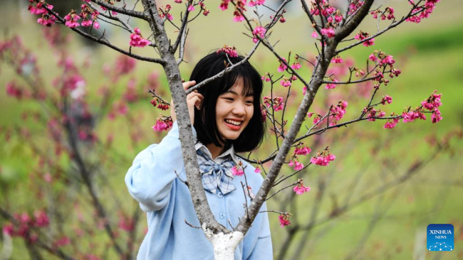 Μια κοπέλα χαίρεται τα λουλούδια κερασιάς σε ένα δασικό πάρκο στο Νανίνγκ, στην αυτόνομη περιοχή Γκουανσί Τζουάνγκ της Νότιας Κίνας, 26 Φεβρουαρίου 2022. (Xinhua/Zhang Ailin)