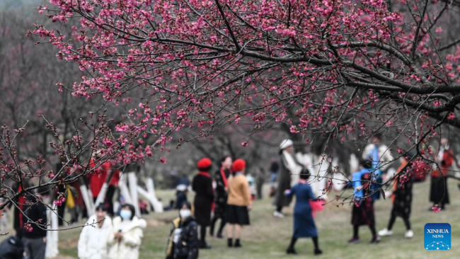 Απολαμβάνοντας λουλούδια κερασιάς σε ένα δασικό πάρκο στο Νανίνγκ, στην αυτόνομη περιοχή Γκουανσί Τζουάνγκ της νότιας Κίνας, 26 Φεβρουαρίου 2022. (Xinhua/Zhang Ailin)
