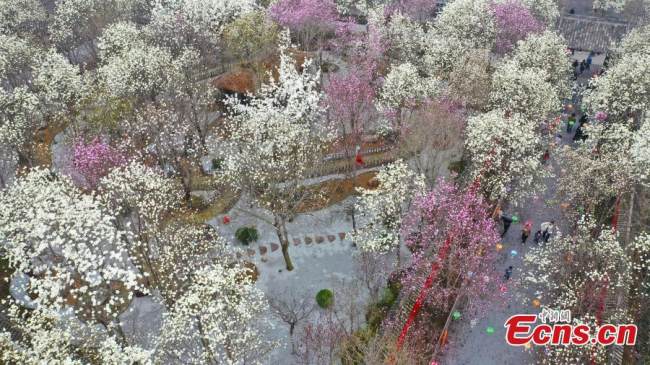 Φωτογραφία από δρόνο, δείχνει τα ανθισμένα λουλούδια μανόλιας στο Σουτσάνγκ, στην επαρχία Χενάν, στις 13 Μαρτίου 2022. 