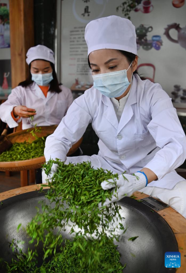 Εργαζόμενοι επεξεργάζονται φύλλα τσαγιού (茶叶: cháyè) στην κομητεία Πίνγκλι, στην επαρχία Σαανσί της βορειοδυτικής Κίνας, 4 Απριλίου 2022.