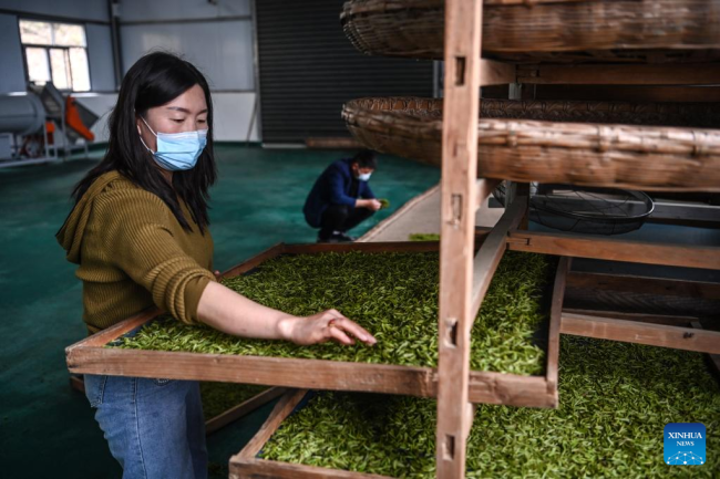 Η Τζανγκ Γιεν, ιδιοκτήτρια ενός συνεταιρισμού τσαγιού (茶: Chá), ελέγχει πρόσφατα μαζευμένα φύλλα τσαγιού (茶叶: cháyè) στην κομητεία Pingli, στην επαρχία Shaanxi της βορειοδυτικής Κίνας, 4 Απριλίου 2022.