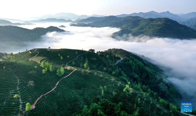Αεροφωτογραφία που τραβήχτηκε στις 5 Απριλίου 2022 δείχνει έναν κήπο τσαγιού (茶园: Cháyuán) στην κομητεία Πίνγκλι, στην επαρχία Σαανσί της βορειοδυτικής Κίνας. 