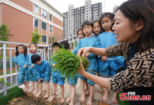 Με την βοήθεια των δασκάλων τους τα παιδιά μαθαίνουν να μεταμοσχεύουν δενδρύλλια ρυζιού σε ένα νηπιαγωγείο στο Σινγιού Xinyu, στην επαρχία Τζιανγκσί της ανατολικής Κίνας, 14 Απριλίου 2022. (Φωτογραφία: China News Service)