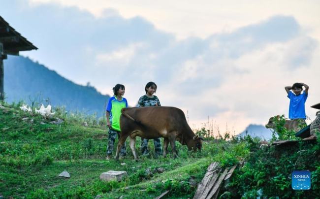 Η Παν Σουεφέι (αριστερά) εκτρέφει βοοειδή με τους συνομηλίκους της στο χωριό Νταντάι Μιάο, στο Μπινγκμέι της κομητείας Τσονγκτζιάνγκ στην αυτόνομη νομαρχία Τσιεντονγκνάν Μιάο και Ντονγκ στην επαρχία Γκουιτζόου της νοτιοδυτικής Κίνας, σε φωτογραφία από τις 20 Αυγούστου 2021. [φωτογραφία/Xinhua]