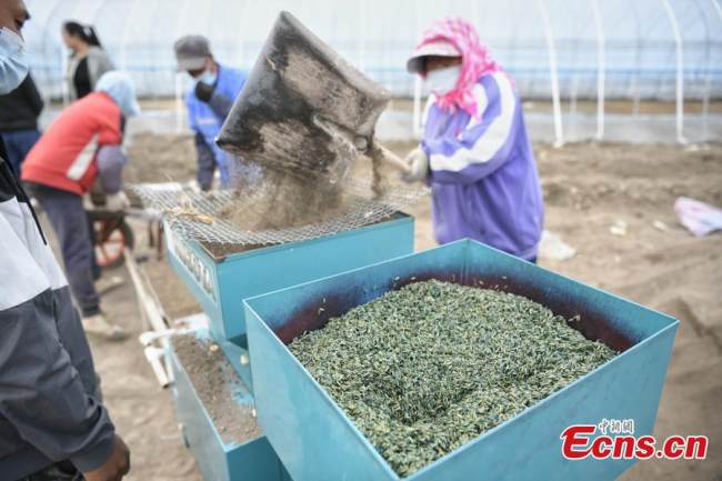 Οι αγρότες (农民: nóngmín) φυτεύουν το σούπερ ανθεκτικό στο αλάτι ρύζι (水稻: shuǐdào) στην Τιαντζίν, 17 Απριλίου 2022. Η πόλη Τιεντζίν αρχίζει να φυτεύει δοκιμαστικά το σούπερ ανθεκτικό στο αλάτι (盐: yán) ρύζι που αναπτύχθηκε από Κινέζους επιστήμονες (科学家: kēxuéjiā). (Φωτογραφία: China News Service)