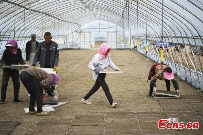 Οι αγρότες (农民: nóngmín) ετοιμάζονται για την φύτευση (种植: zhòngzhí) ρυζιού (水稻: shuǐdào) που είναι σούπερ ανθεκτικό στο αλάτι(盐: yán), Τιεντζίν, 17 Απριλίου 2022. (Φωτογραφία: China News Service)