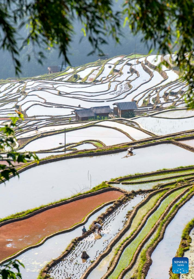 Οι αγρότες εργάζονται στις πεζούλες στο χωριό Ντανγκνιού του Τζιαμπάνγκ, στην κομητεία Τσονγκτζιάνγκ της αυτόνομης περιφέρειας Τσιεντονγκνάν των Μιάο και Ντονγκ, στην επαρχία Γκουιτζόου της νοτιοδυτικής Κίνας, 5 Μαΐου 2022, την ημέρα της Λισιά ή αλλιώς στην αρχή του καλοκαιριού.