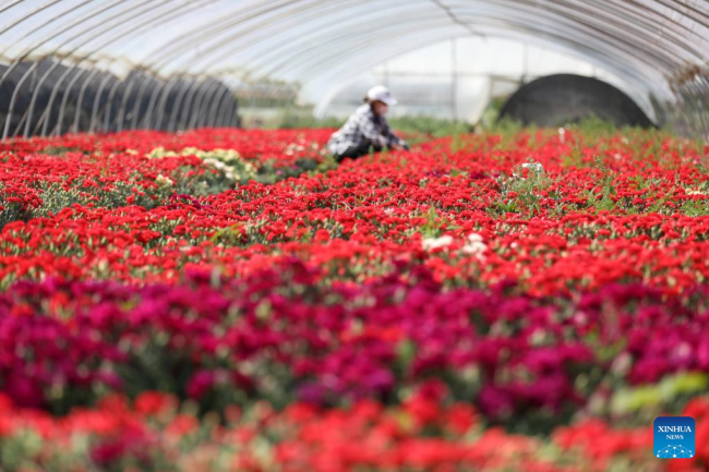 Ένας αγρότης εργάζεται σε ένα αγρόκτημα λουλουδιών την ημέρα της Λισιά, ή τις αρχές του καλοκαιριού, στην κομητεία Ταντσένγκ στο Λινγί στην επαρχία Σανντόνγκ της ανατολικής Κίνας, στις 5 Μαΐου 2022. (Φωτογραφία Zhang Chunlei/Xinhua)