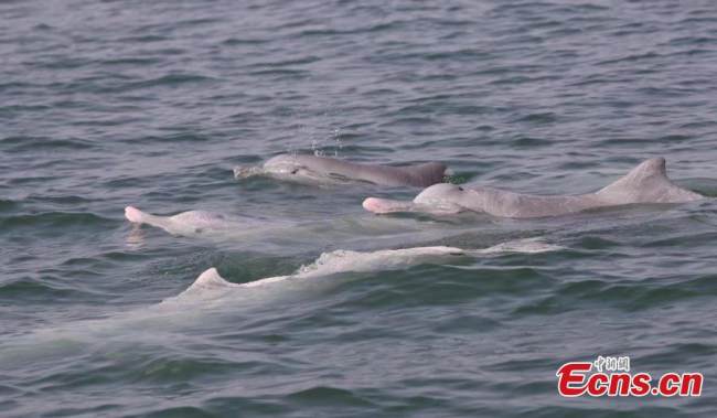 Κινεζικά λευκά δελφίνια παίζουν στα νερά στον κόλπο Σαννιάνγκ, στην αυτόνομη περιοχή Γκουανγκσί Τζουάνγκ, σε φωτογραφία από τα τέλη Μαΐου 2022. (Φωτογραφία: China News Service)
